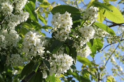 prunus padus
